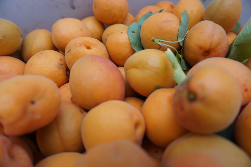 Apricots Picked by Not Far From The Tree