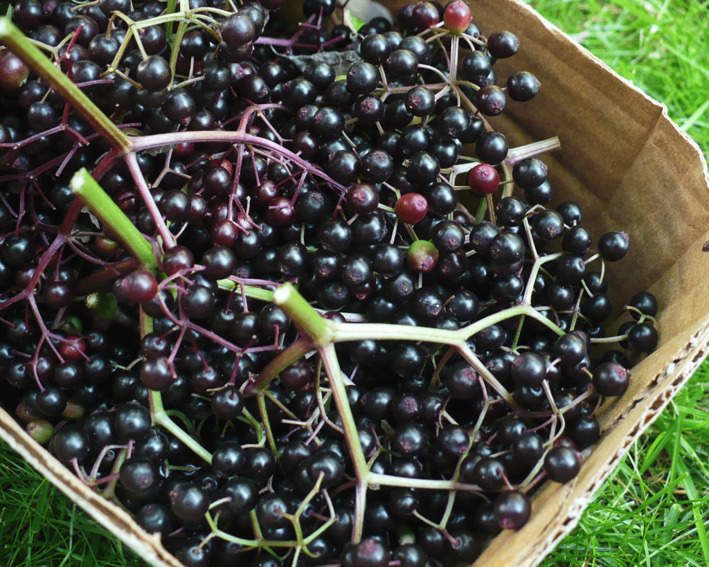 Elderberries in Basket