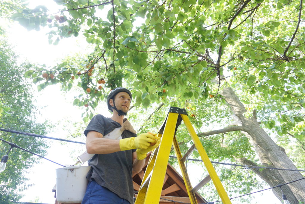 Volunteer Apricot Picking With Not Far From The Tree