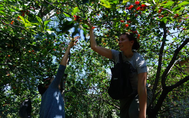 Cherry Pickers