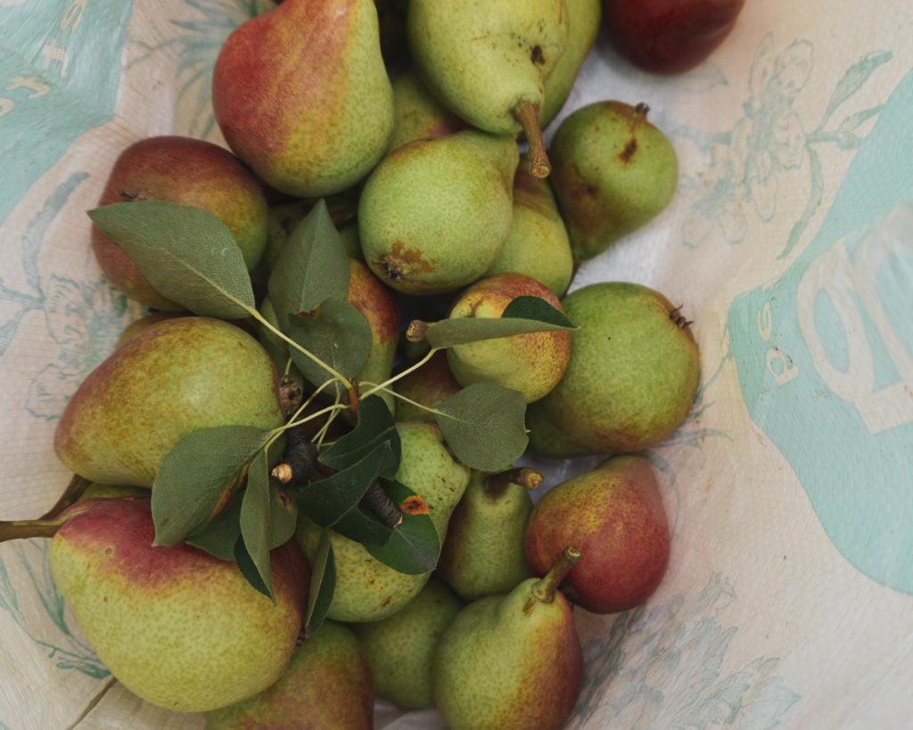 Pears Picked by Not Far From The Tree