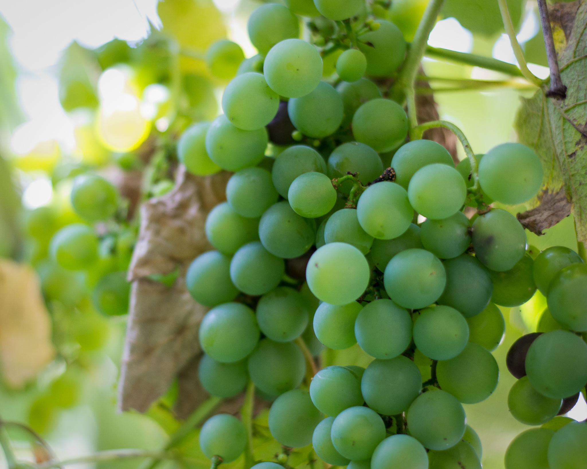 Grapes Not Far From the Tree