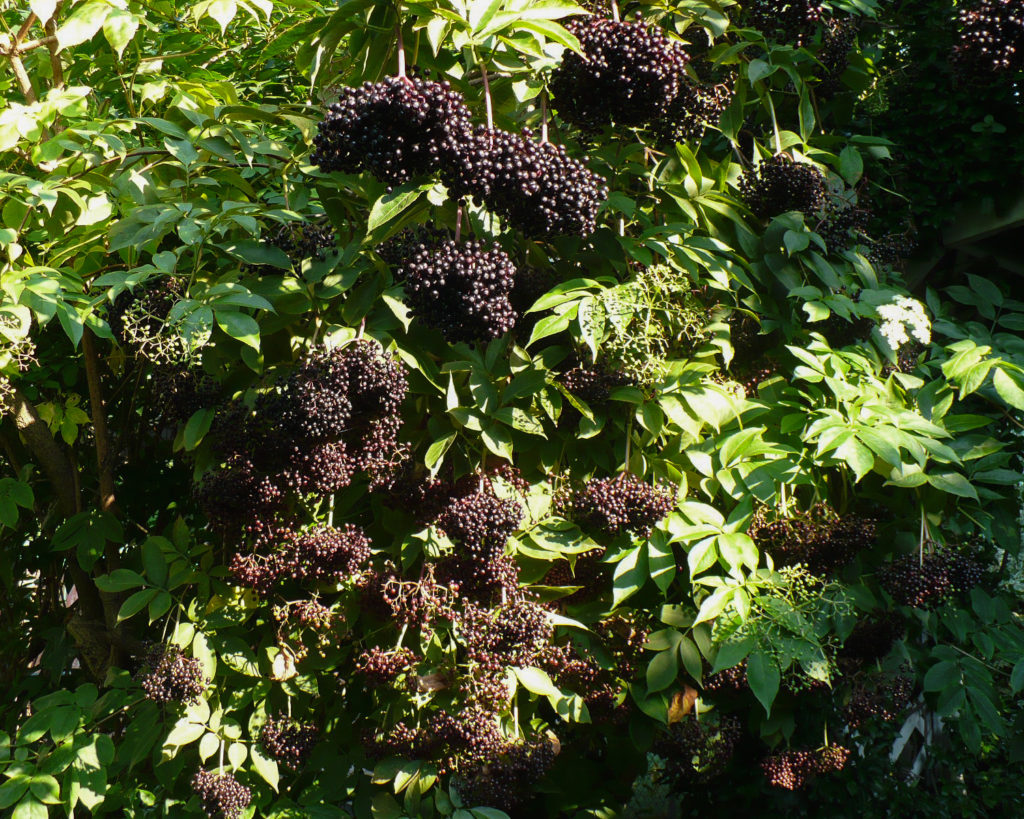 Elderberry Bushels