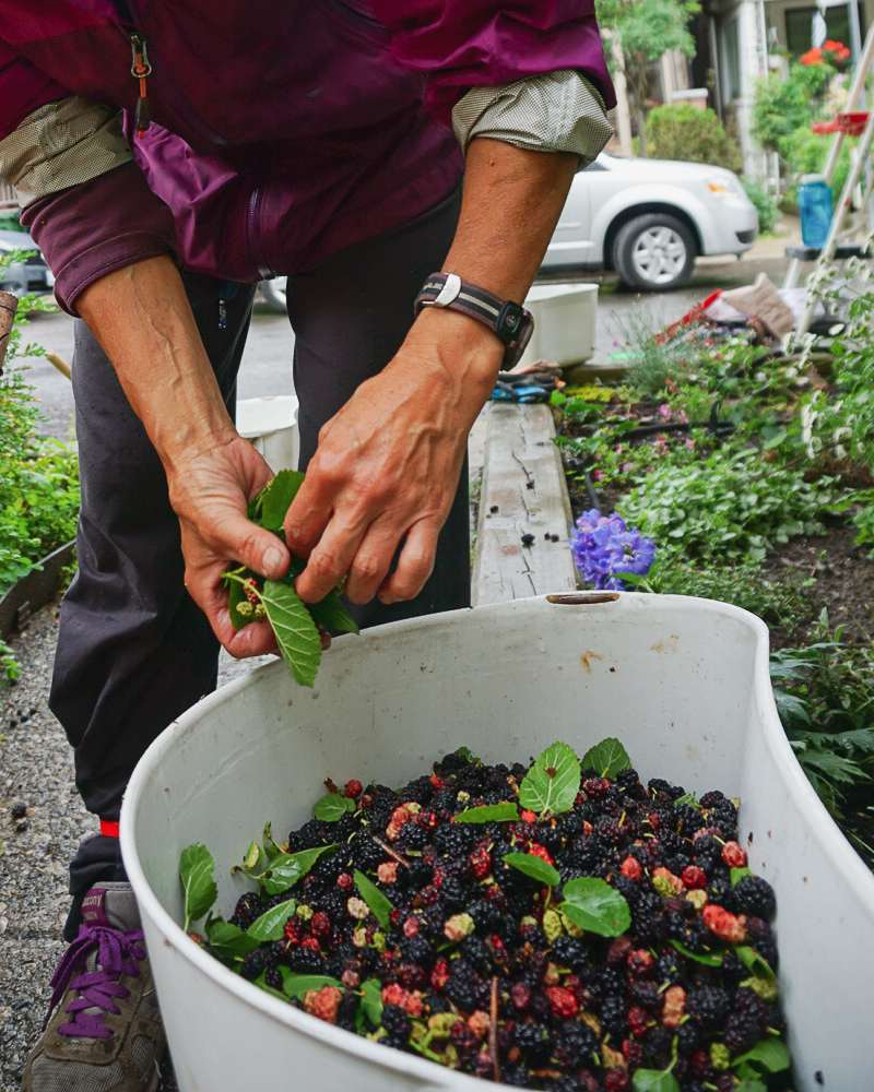 Fruit Picker with Mulberries Toronto