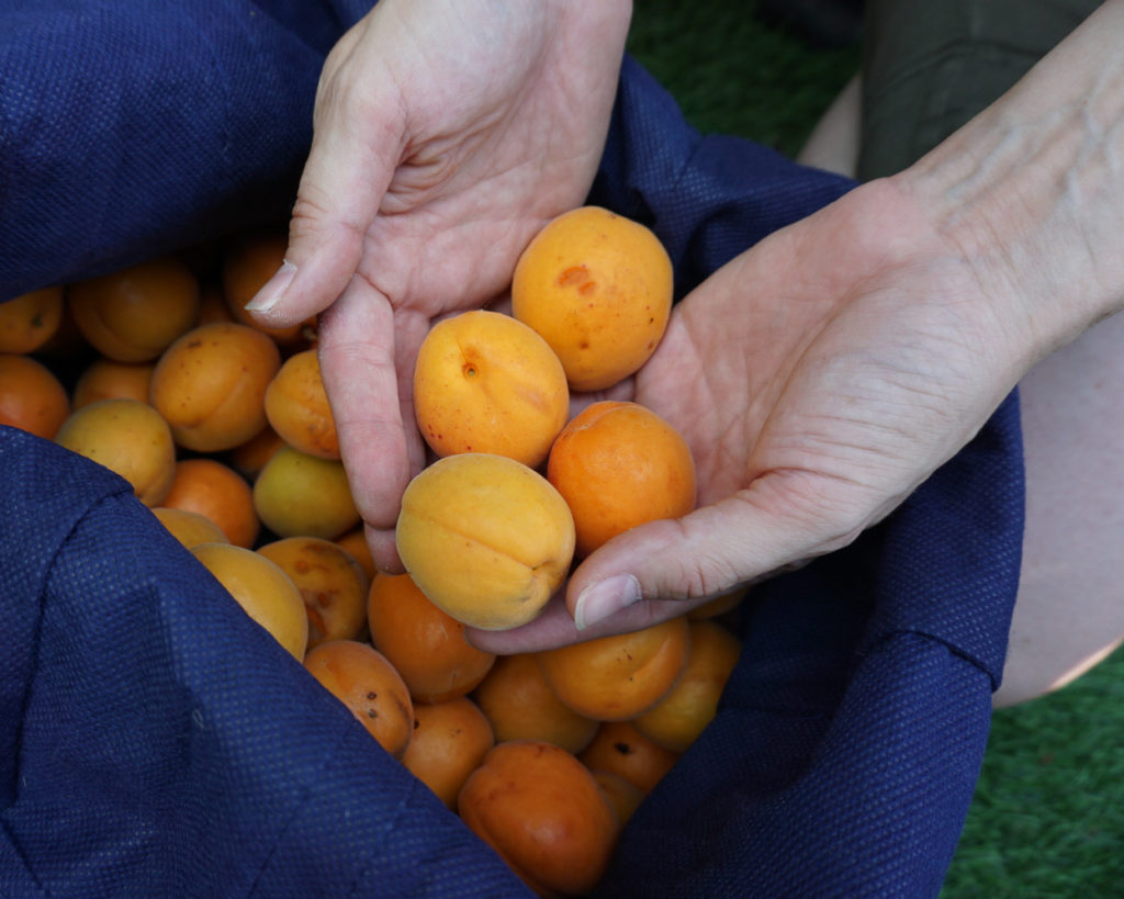 Apricots Not Far From the Tree