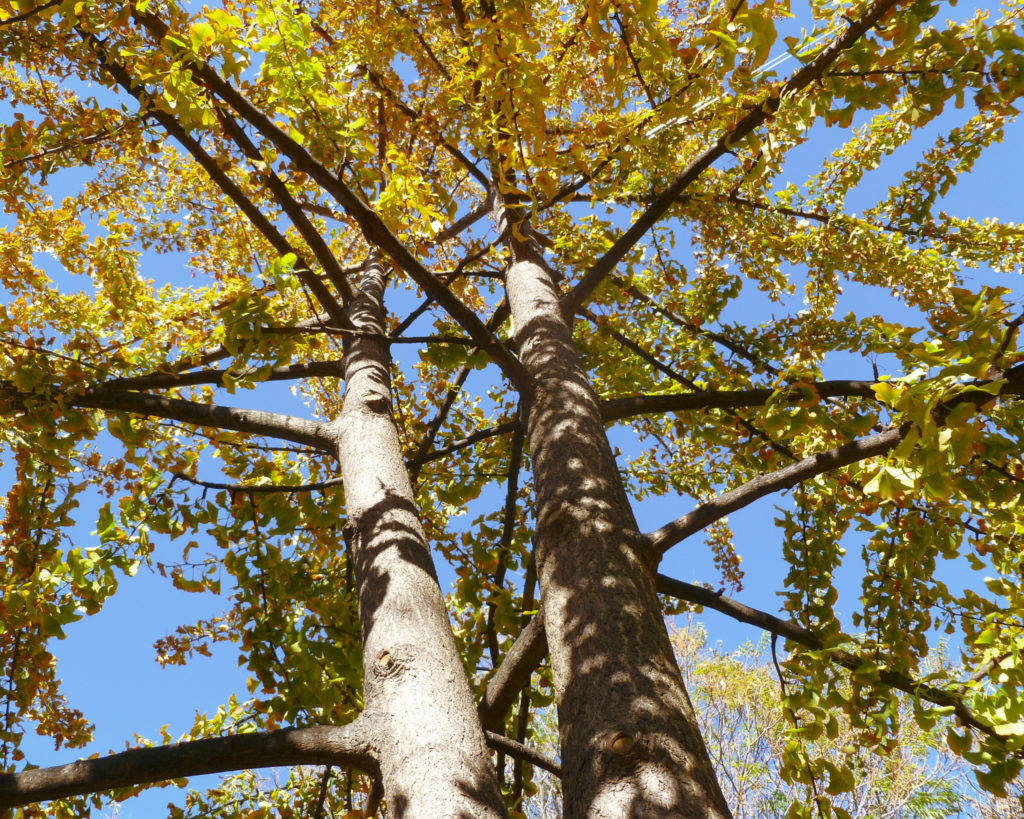 Gingko Tree in Fall