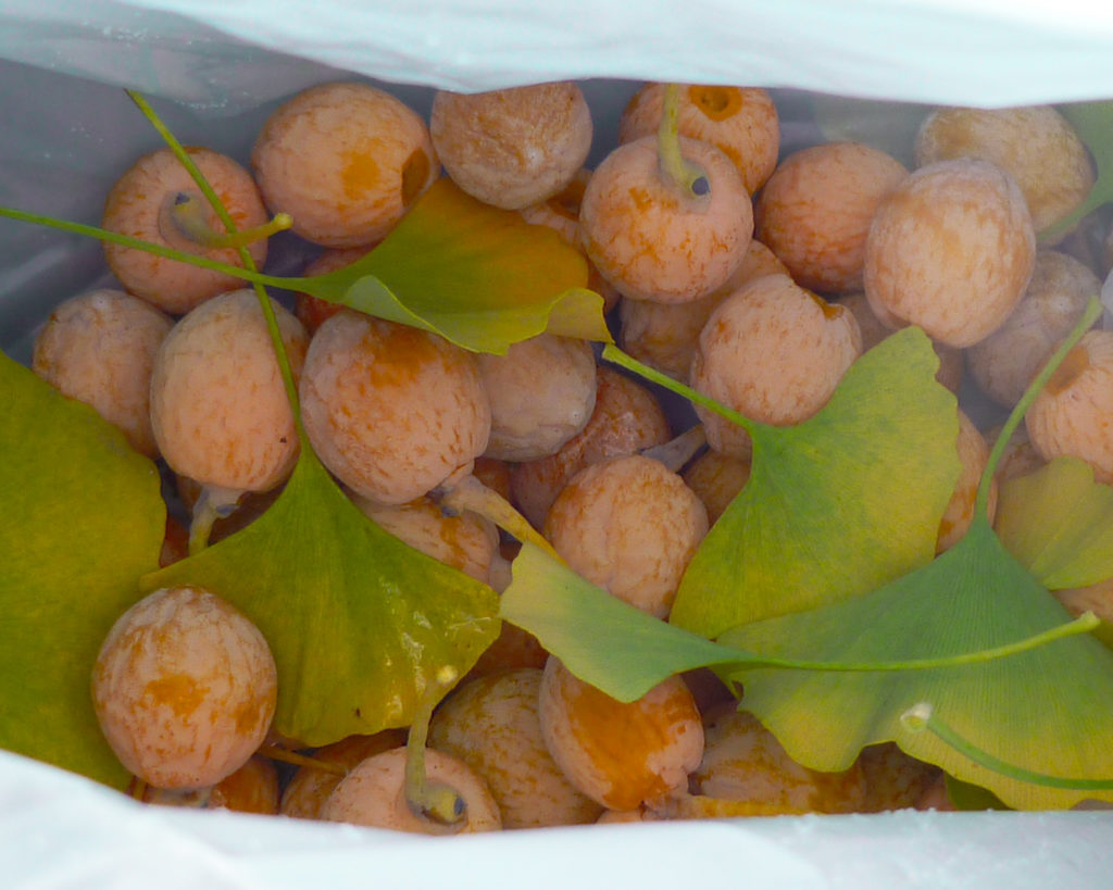 Gingko Fruits