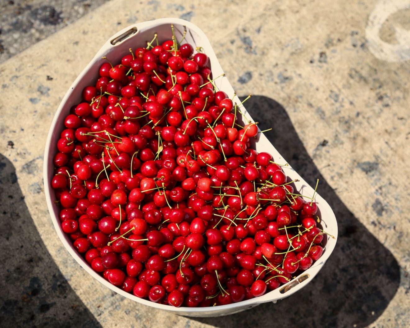 Cherries sweet not far from the tree
