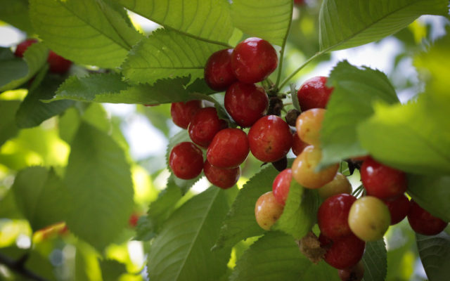 Urban Cherries