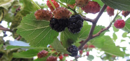 Black Mulberries in Toronto