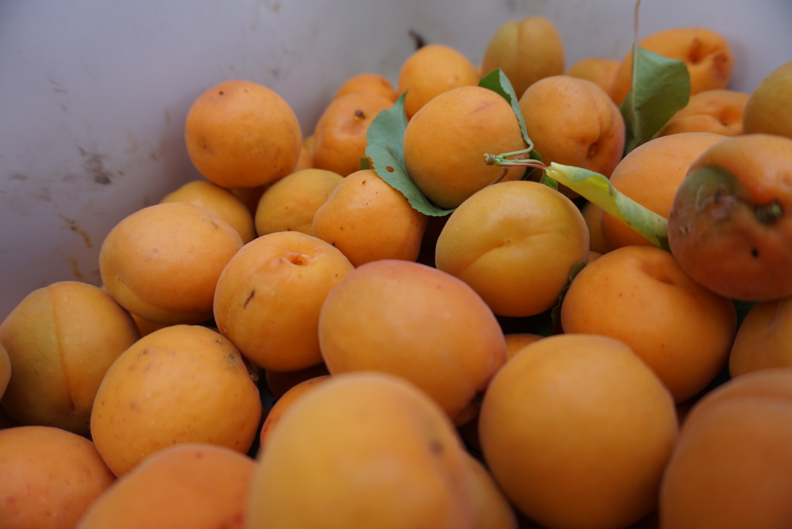 August Fruit Ripening Tips Not Far From the Tree