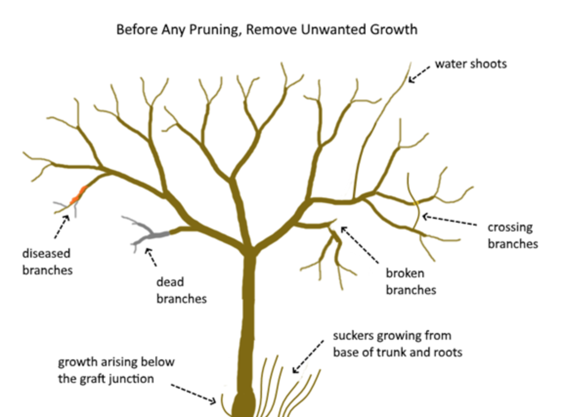 What Tree Limbs To Cut