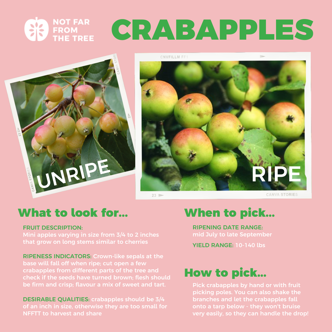 Crabapples – Not Far From the Tree