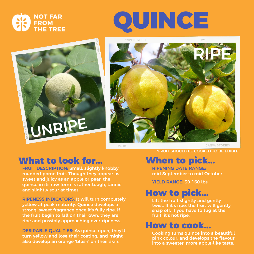 Quince Not Far From the Tree