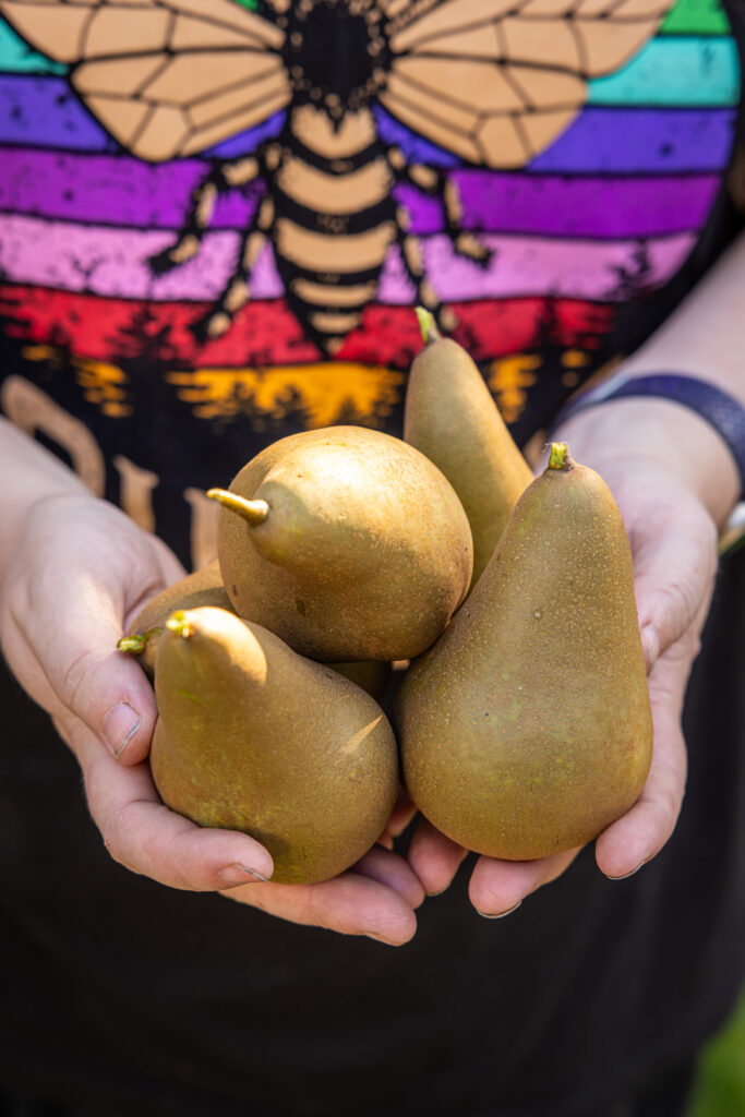 four pears are held in the hands of a person with light skin