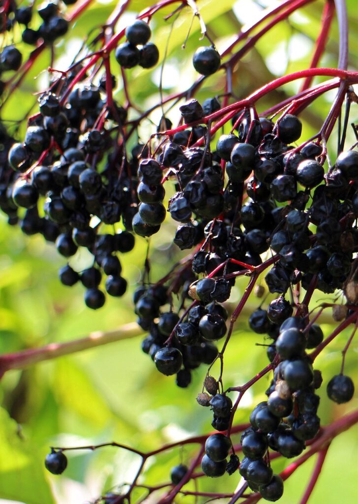 black elder, sambucus nigra, holder bush, holler, lilac, shrub, elder, sambucus, bush type, black, berry, elderberries, remedies, medicinal plant, food, sambucus nigra, sambucus nigra, sambucus nigra, sambucus nigra, sambucus nigra, elder, sambucus, sambucus, sambucus, sambucus, sambucus, elderberries, elderberries, elderberries, elderberries, elderberries