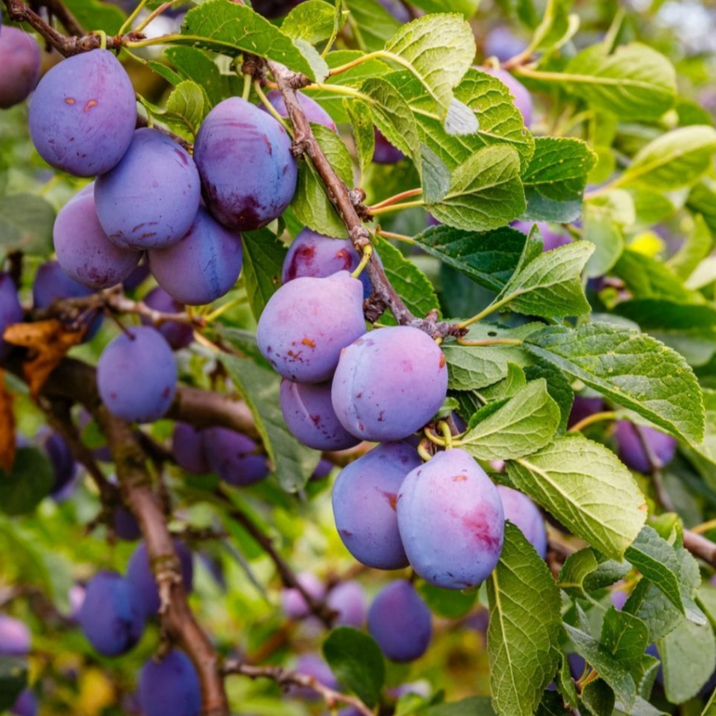 Fruit Ripening and Picking Guides Not Far From the Tree