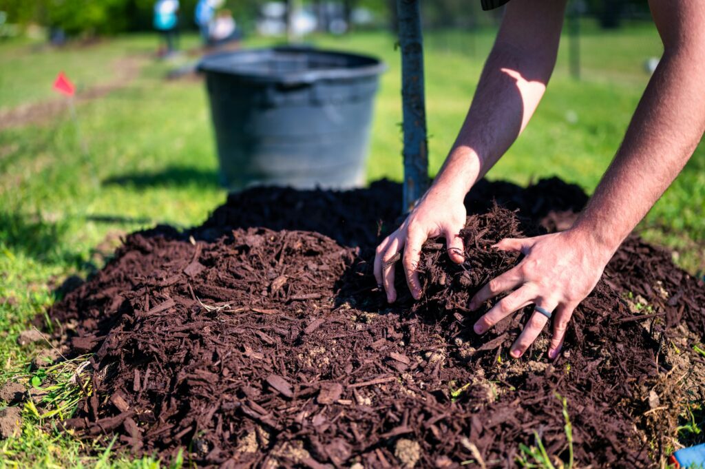 Close-up of hands planting a tree using mulch and soil in a sunny garden.
