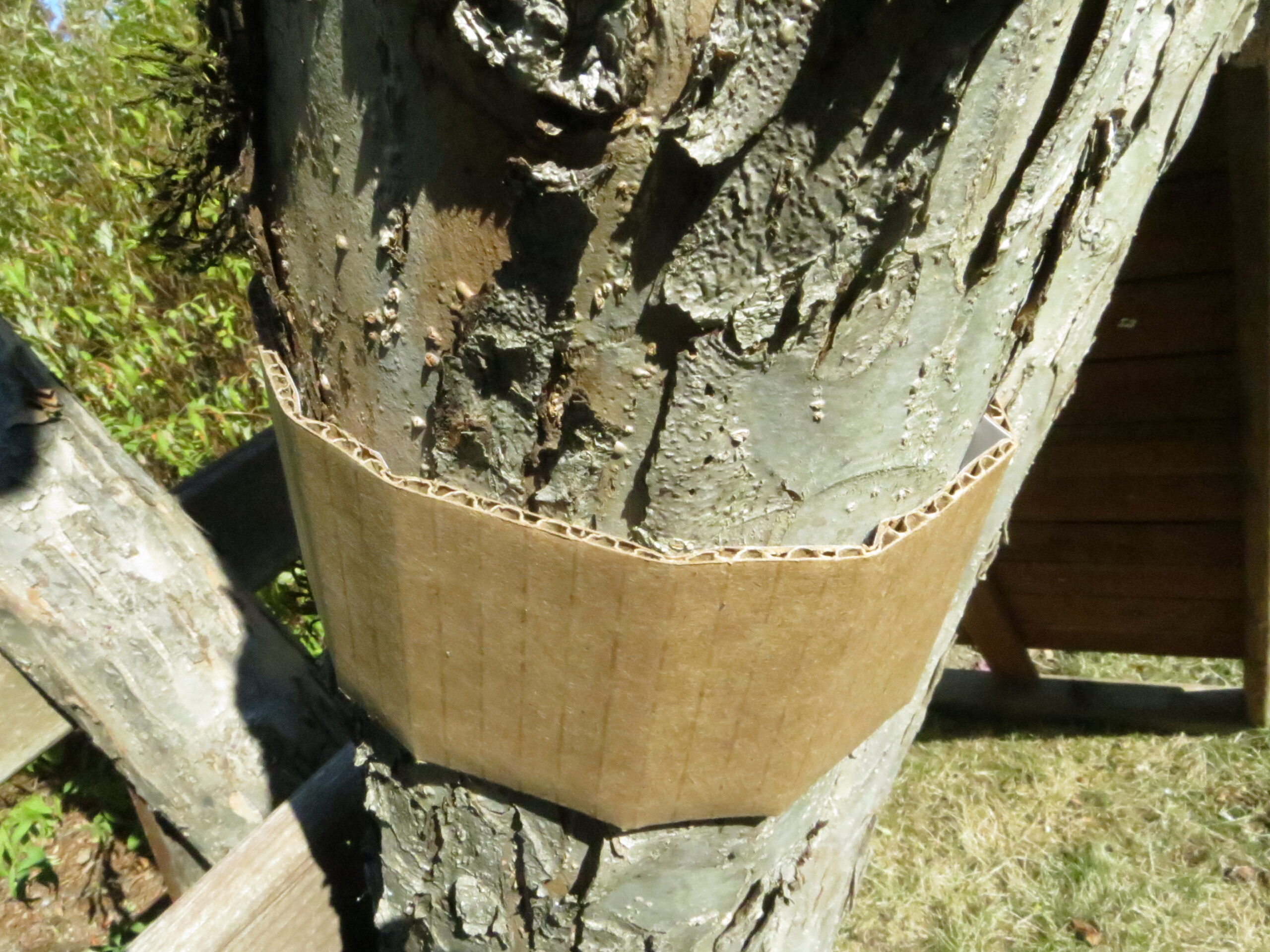 Signe Danler, Oregon State University