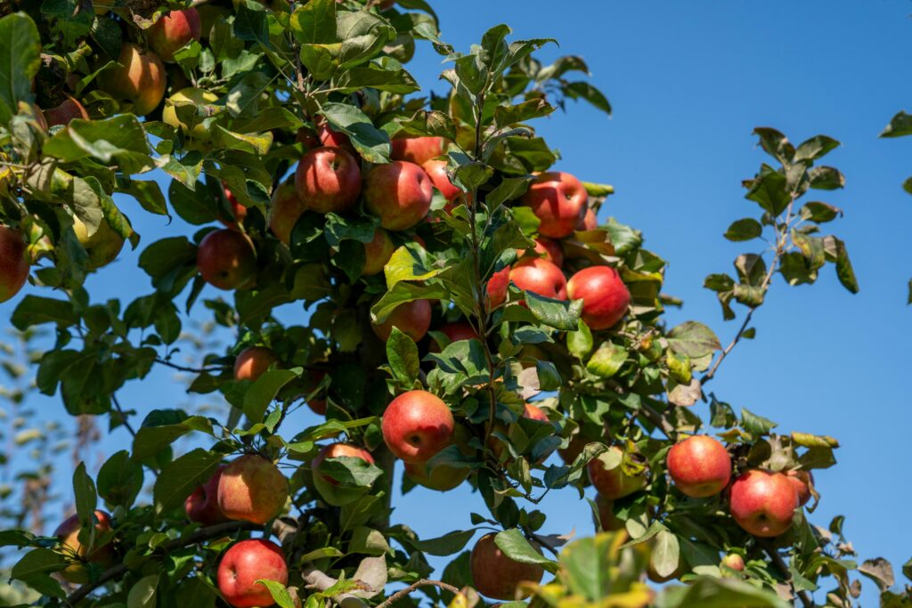 Close-up of ripe red apples hanging from a tree against a clear blue sky.
