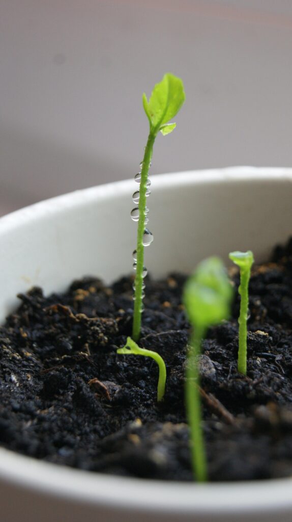 Detailed view of sprouting seedlings with water droplets in a pot, symbolizing growth and freshness.