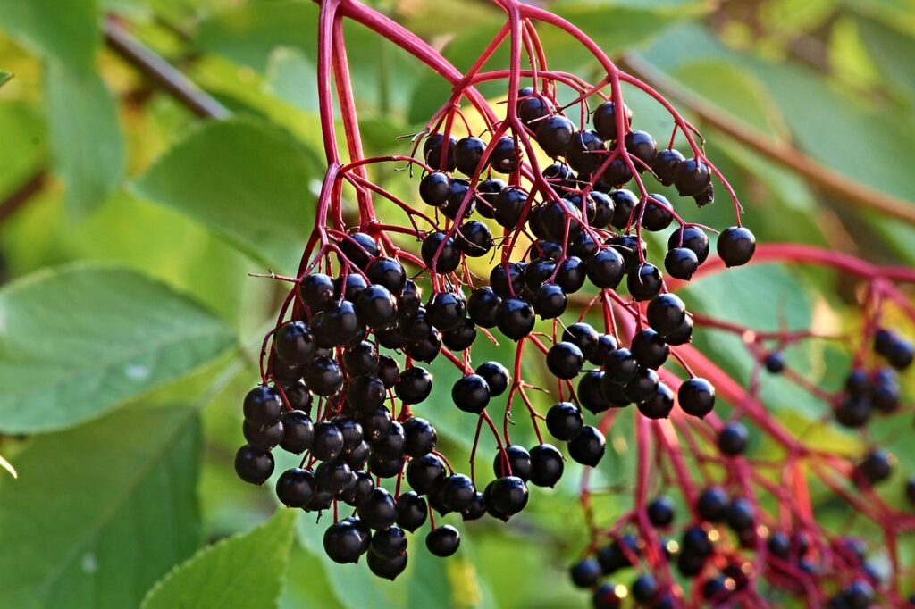 elder, sambucus, tire, healthy, raw, food, berry, vegetarian, elderberries, elderberry shrub, panicle, ingredient, elderberries, elderberries, elderberries, elderberries, elderberries